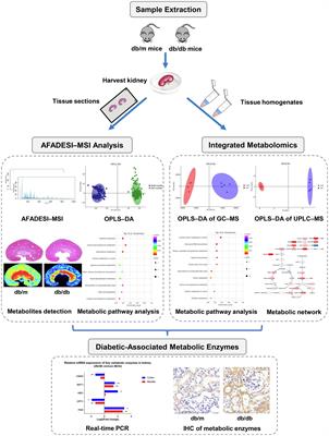 In situ Metabolomics of Metabolic Reprogramming Involved in a Mouse Model of Type 2 Diabetic Kidney Disease